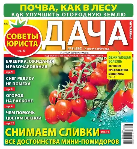 Дача №8 / 2026