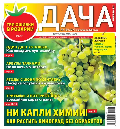 Дача №19 / 2026